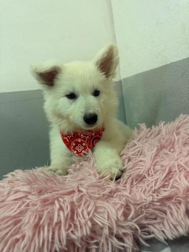 WhatsApp-Image-2026-02-02-at-13.25.34-15