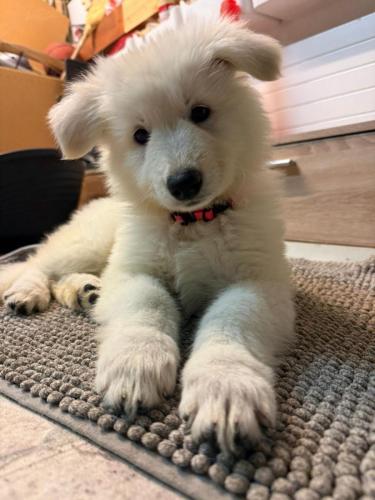 WhatsApp-Image-2026-02-02-at-13.25.34-16