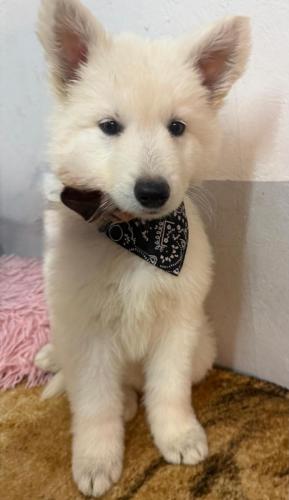 WhatsApp-Image-2026-02-02-at-13.25.34-17