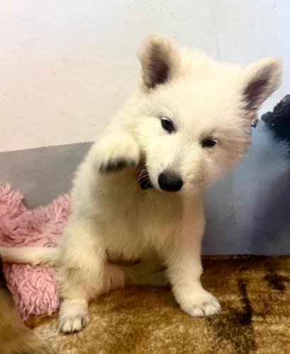 WhatsApp-Image-2026-02-02-at-13.25.34-26