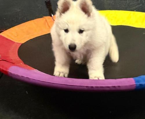 WhatsApp-Image-2026-02-02-at-13.25.34-5