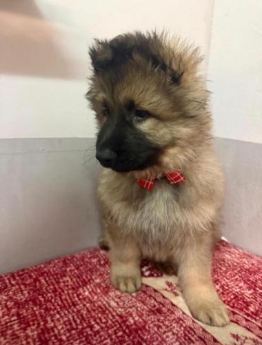 WhatsApp-Image-2026-04-07-at-19.03.55-5