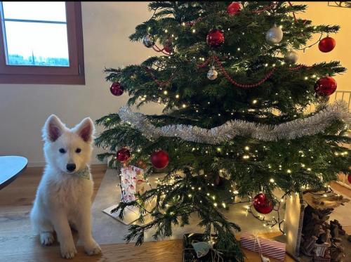 WhatsApp-Image-2026-04-07-at-19.46.51-16